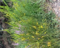 solidago stricta 9-29-15.jpg